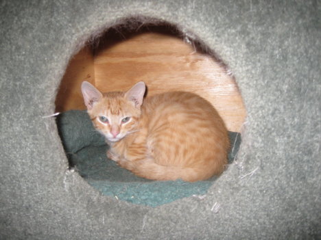 Picture of a cat / kitten / feline