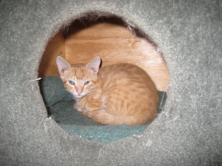 Picture of a cat / kitten / feline