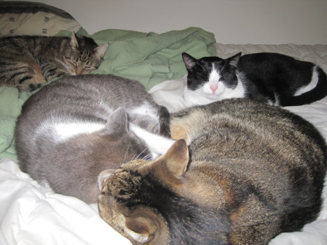 Picture of a cat / kitten / feline