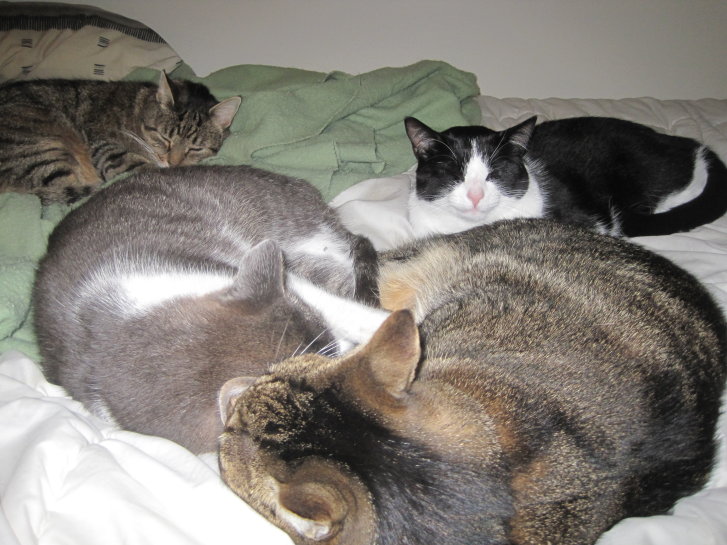 Picture of a cat / kitten / feline