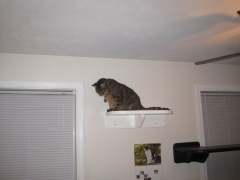 Picture of a cat / kitten / feline