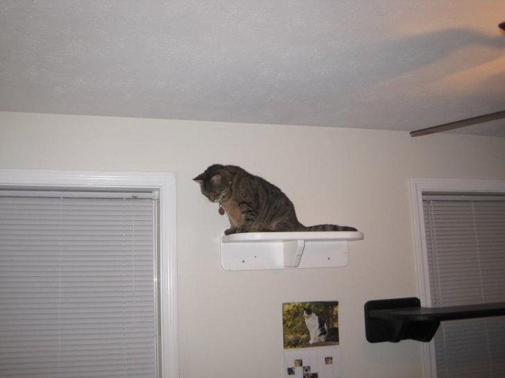 Picture of a cat / kitten / feline