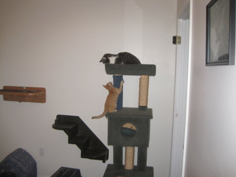 Picture of a cat / kitten / feline