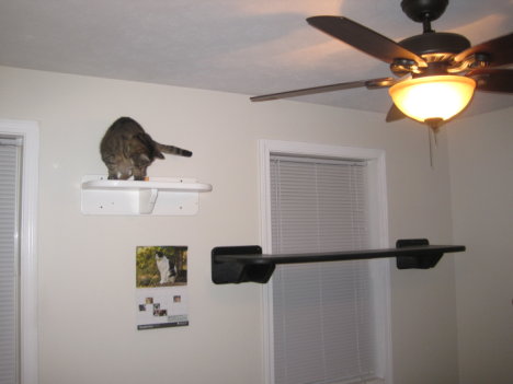 Picture of a cat / kitten / feline