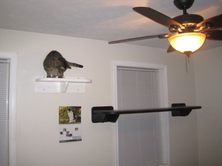 Picture of a cat / kitten / feline