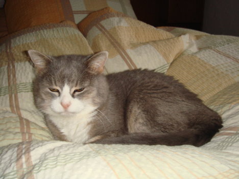 Picture of a cat / kitten / feline