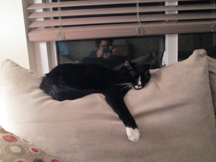 Picture of a cat / kitten / feline