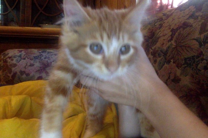 Picture of a cat / kitten / feline