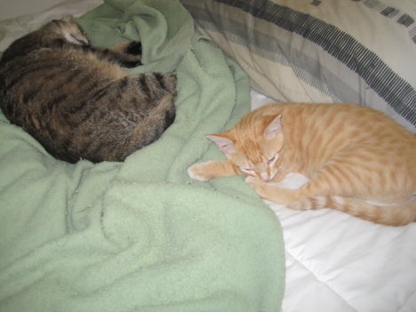 Picture of a cat / kitten / feline