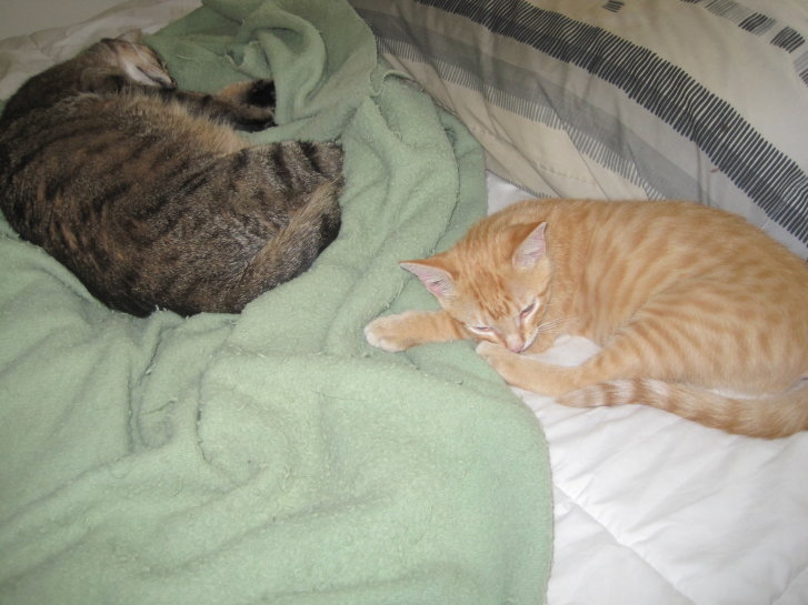 Picture of a cat / kitten / feline