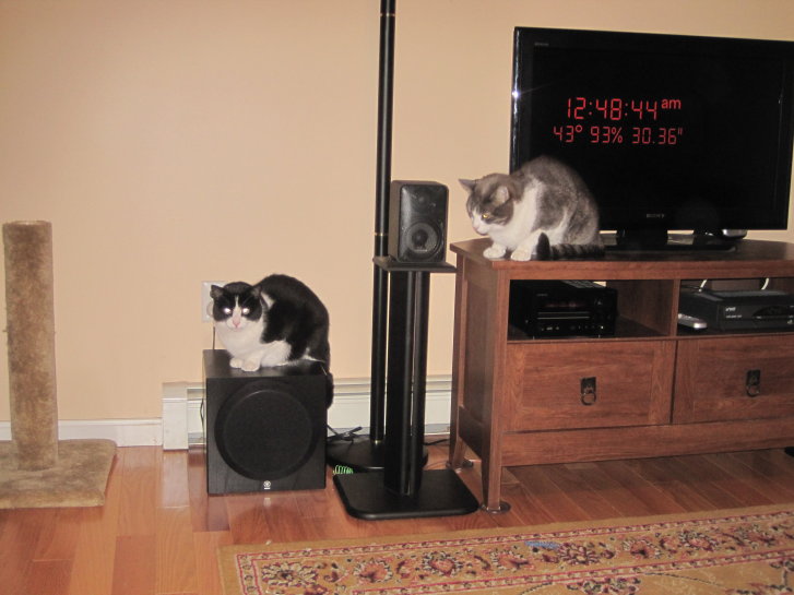 Picture of a cat / kitten / feline