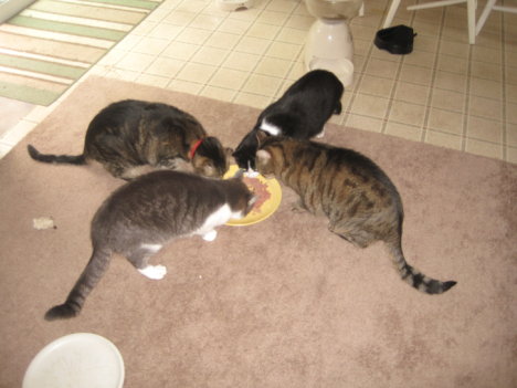 Picture of a cat / kitten / feline