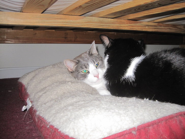 Picture of a cat / kitten / feline