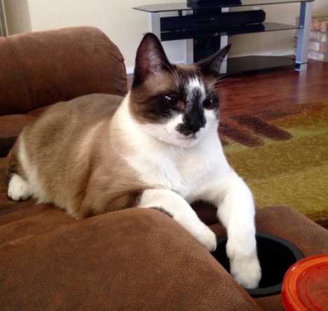 Picture of a cat / kitten / feline