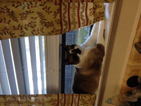 Picture of a cat / kitten / feline