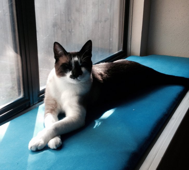 Picture of a cat / kitten / feline