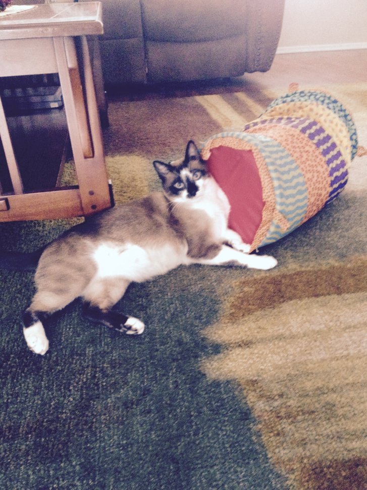 Picture of a cat / kitten / feline