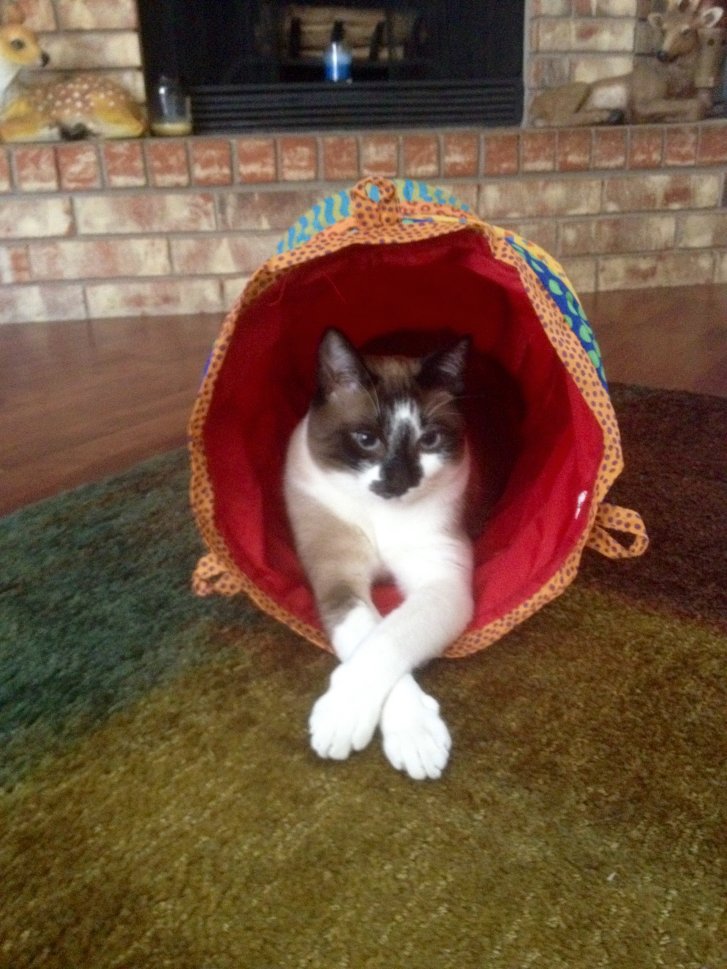 Picture of a cat / kitten / feline