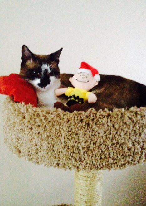 Picture of a cat / kitten / feline