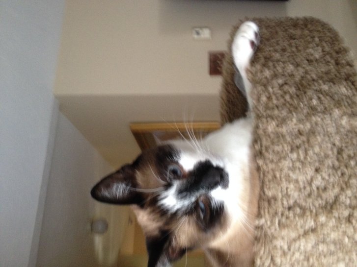 Picture of a cat / kitten / feline