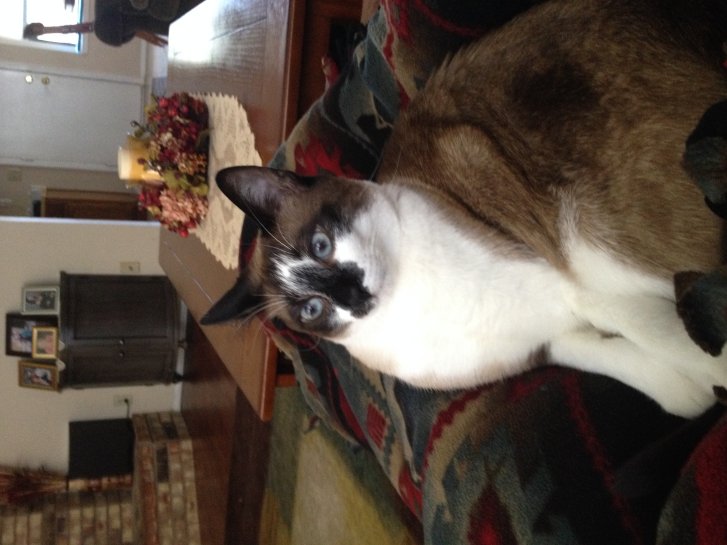 Picture of a cat / kitten / feline