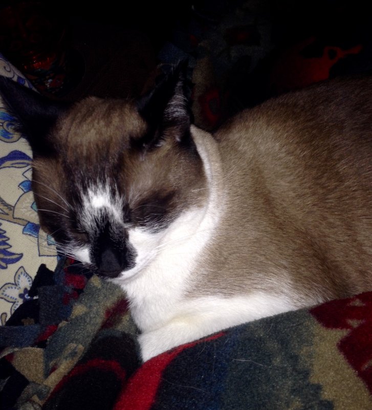 Picture of a cat / kitten / feline