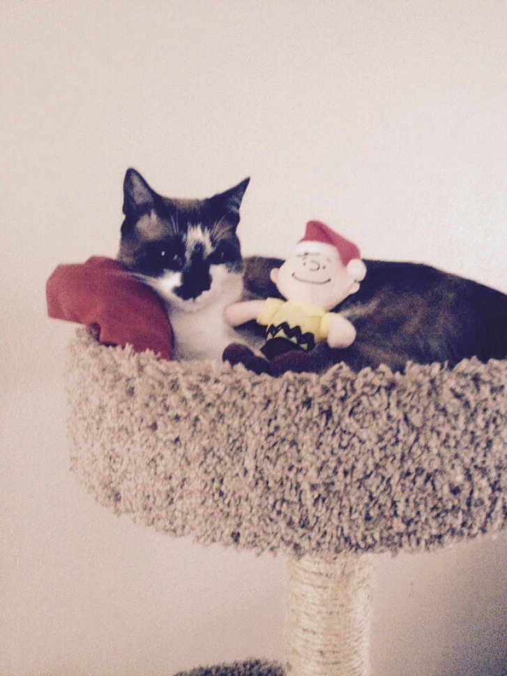 Picture of a cat / kitten / feline