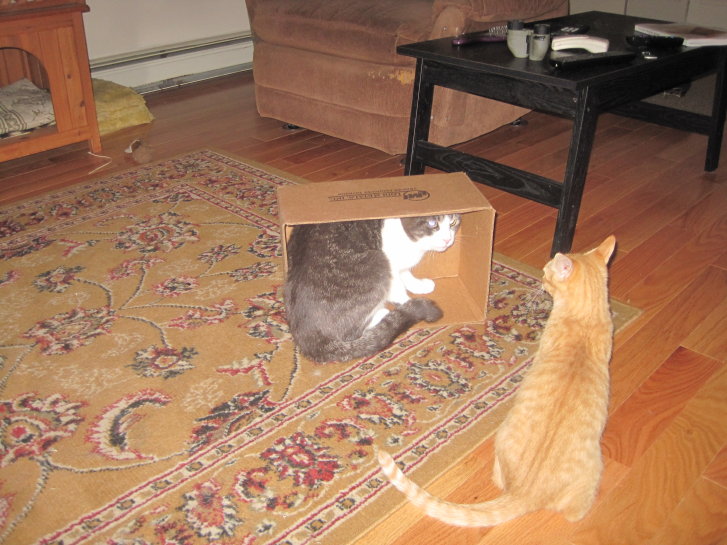 Picture of a cat / kitten / feline