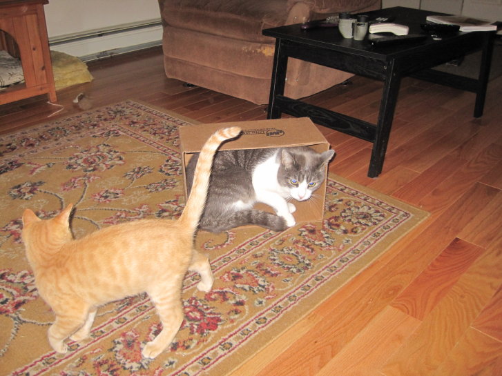 Picture of a cat / kitten / feline