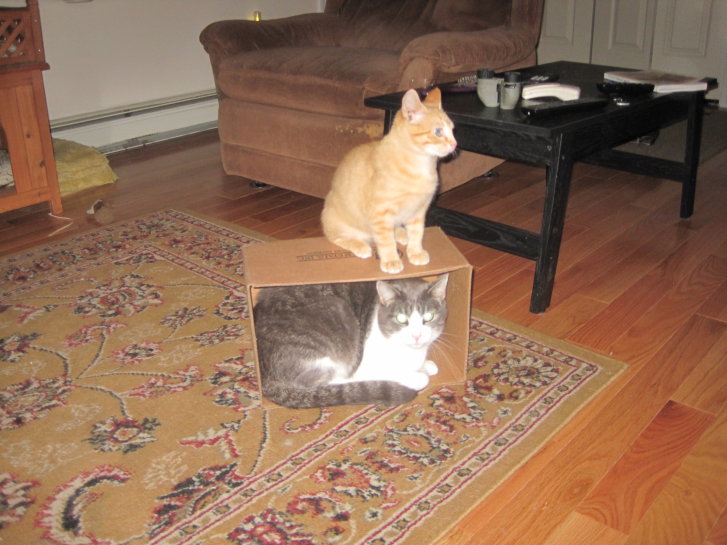 Picture of a cat / kitten / feline