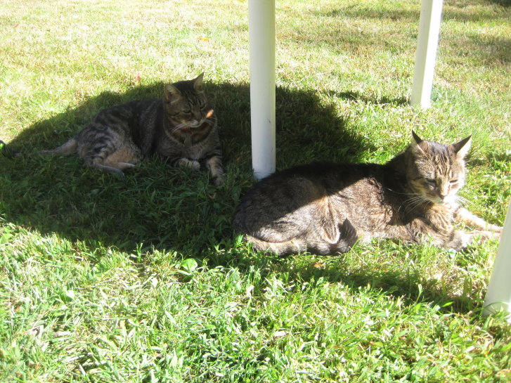 Picture of a cat / kitten / feline