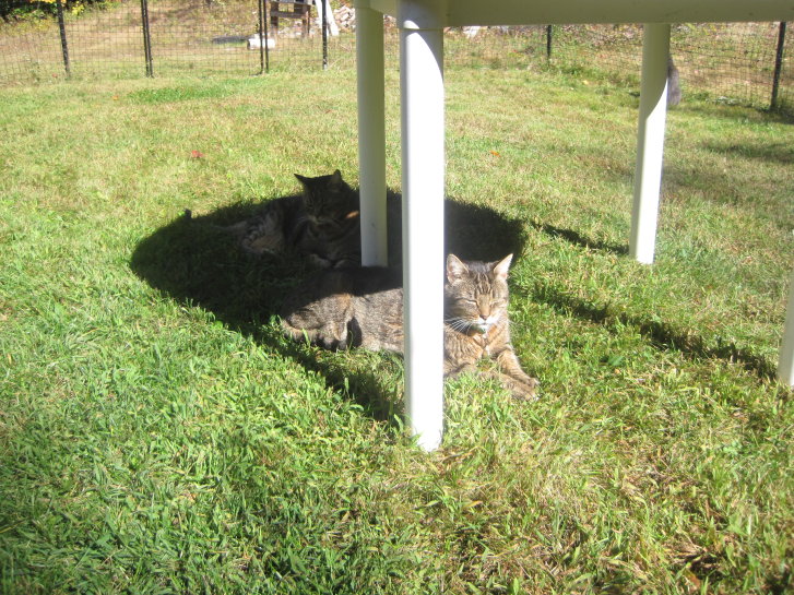 Picture of a cat / kitten / feline