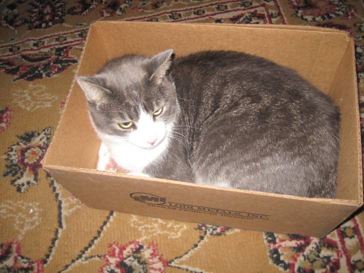 Picture of a cat / kitten / feline