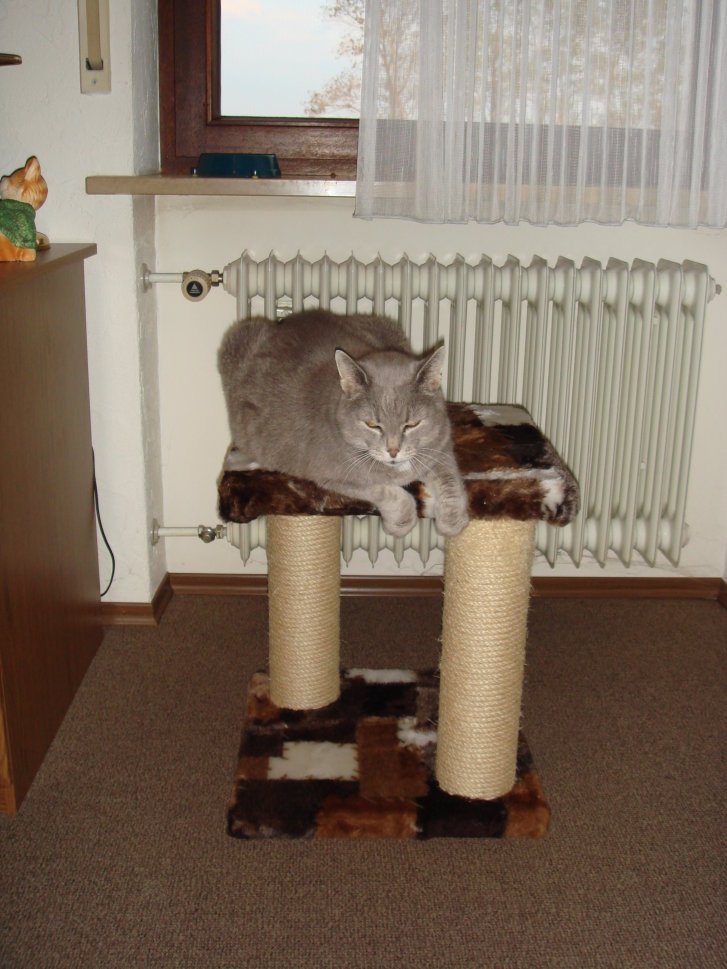 Picture of a cat / kitten / feline