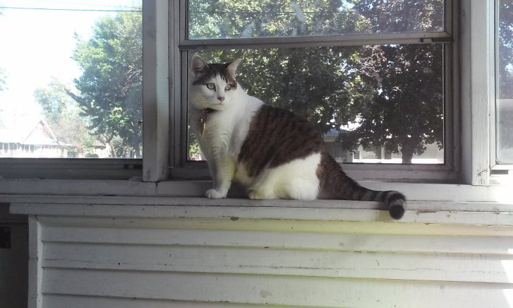 Picture of a cat / kitten / feline