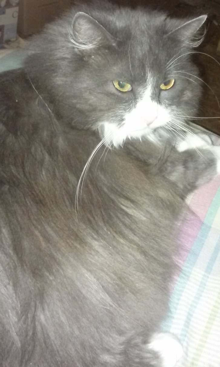 Picture of a cat / kitten / feline