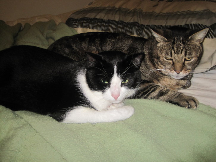 Picture of a cat / kitten / feline