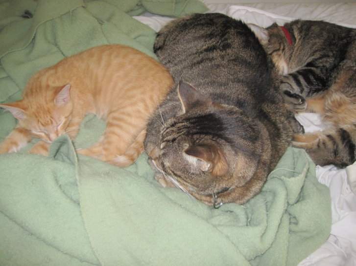 Picture of a cat / kitten / feline