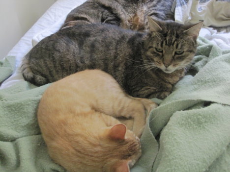 Picture of a cat / kitten / feline