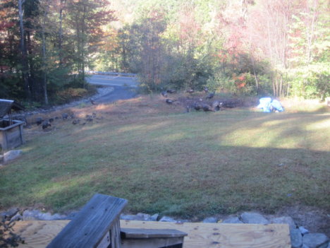 Picture of a cat / kitten / feline