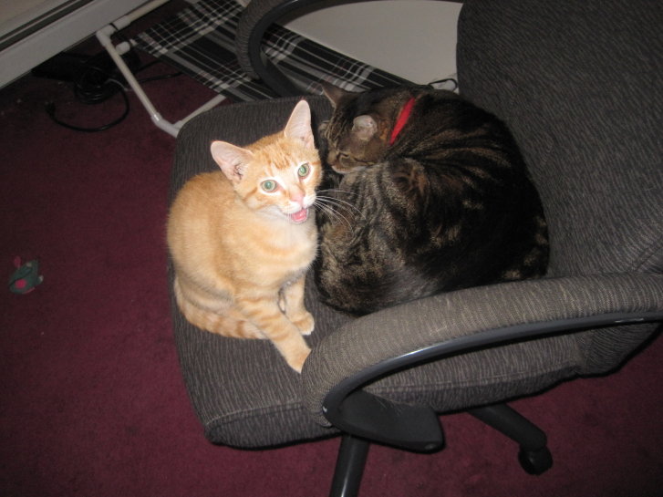 Picture of a cat / kitten / feline