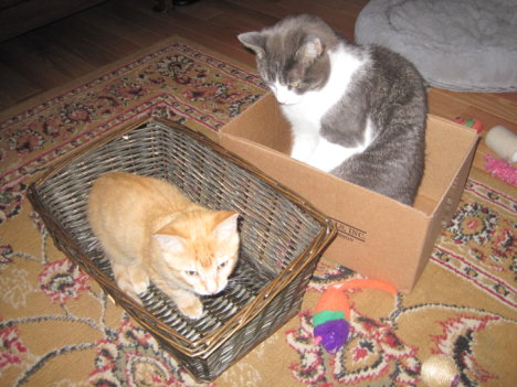 Picture of a cat / kitten / feline