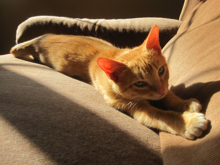 Picture of a cat / kitten / feline