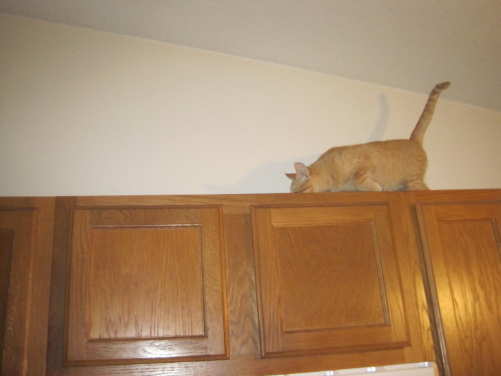 Picture of a cat / kitten / feline