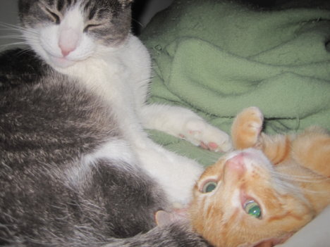 Picture of a cat / kitten / feline