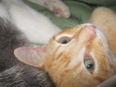 Picture of a cat / kitten / feline