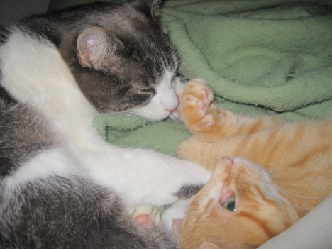 Picture of a cat / kitten / feline