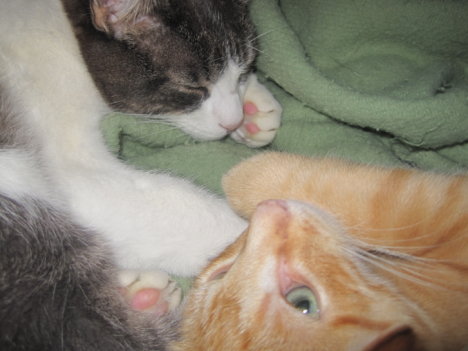 Picture of a cat / kitten / feline