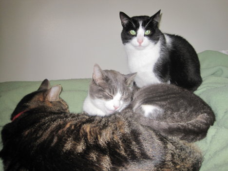 Picture of a cat / kitten / feline