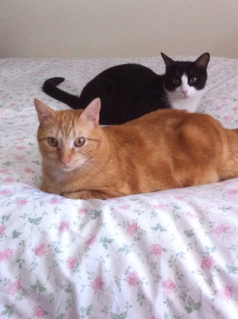 Picture of a cat / kitten / feline